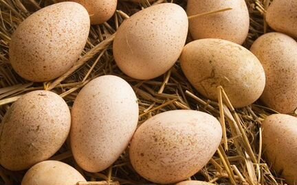 Инкубационные яйца индейки, перепелиное