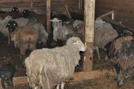 Овцы, бараны курдючные Эдильбаевской породы