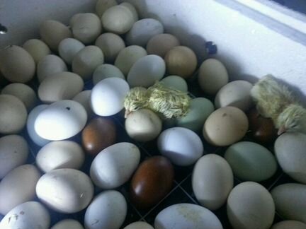 Продам цыплят, инкубационное куриное яйцо