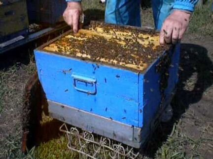 Продаются пчёлы. Пчелосемья