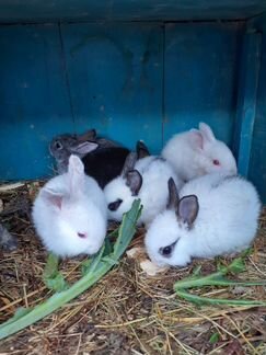 Кролики.1 месяц