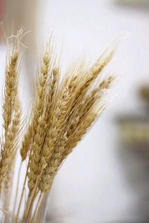 Зерно, Пшеница, доставка