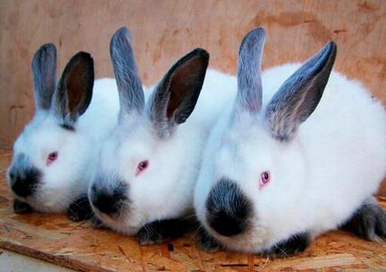 Колифорнийскией кролики