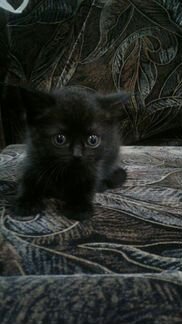 4 милых котенка два черных два чёрных с белой морд