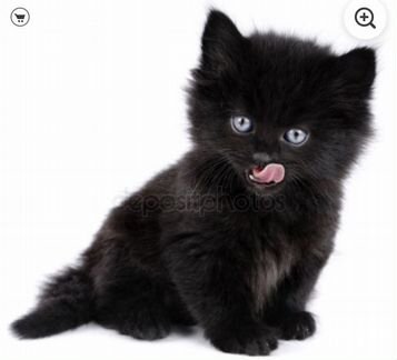 Чёрные котята бесплатно