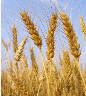 Пшеница/кукуруза