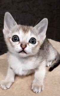 Самая маленькая порода кошек в мире