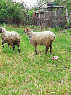 Баран, овцы матки с ягнятами