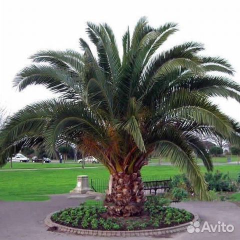 Саженцы Пальмы Финик Канарский