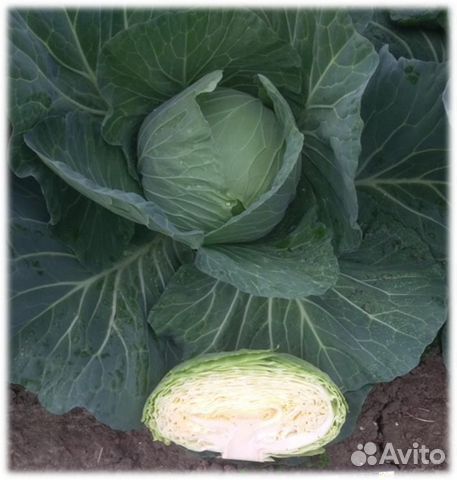 Семена Капусты 
