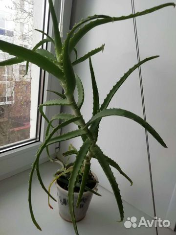 Алоэ. каланхоэ декоративное
