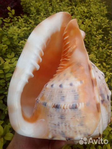 Ракушка морская. Океан. Коллекция