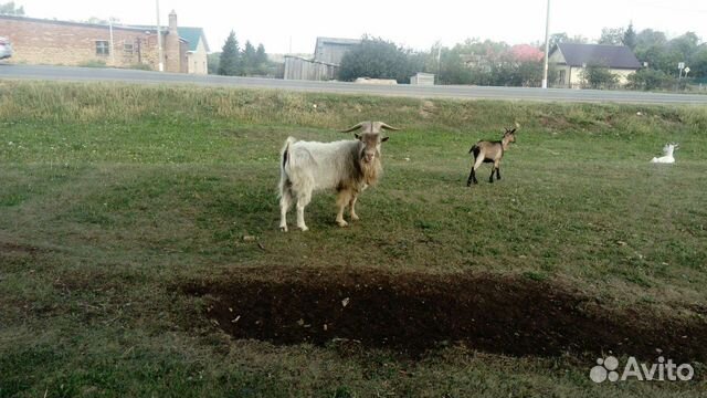 Авито бугульма животные. Фото кошек бугульма. Авито бугульма животные. Авито бугульма животные кошки бесплатно. Бугульма авито кошки.