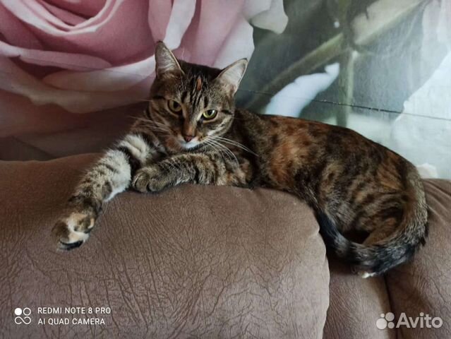 Передержка животных