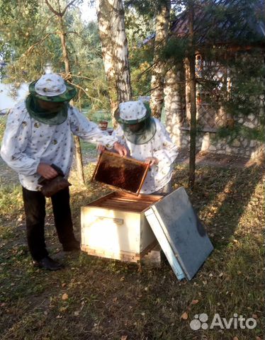 Обучение пчеловодству на пасеке