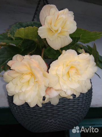 Ампельная бегония.Кусты молодых бегоний