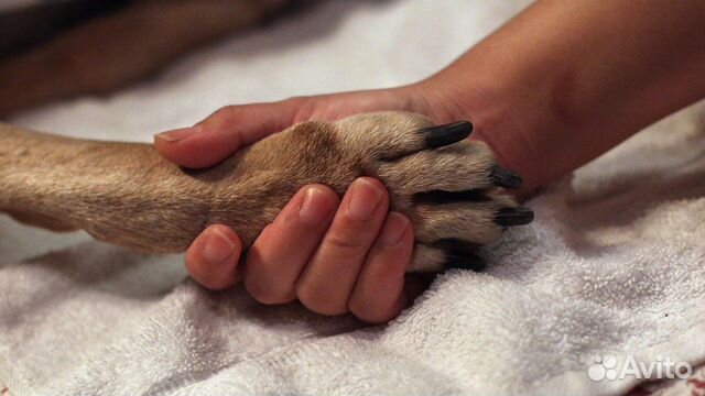 Эвтаназия собак/кошек.Усыппление собак/кошек