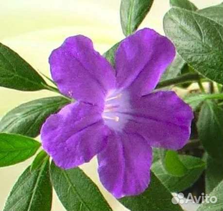 Руэллии Макойя и Портелла