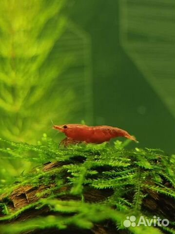 Креветки вишни