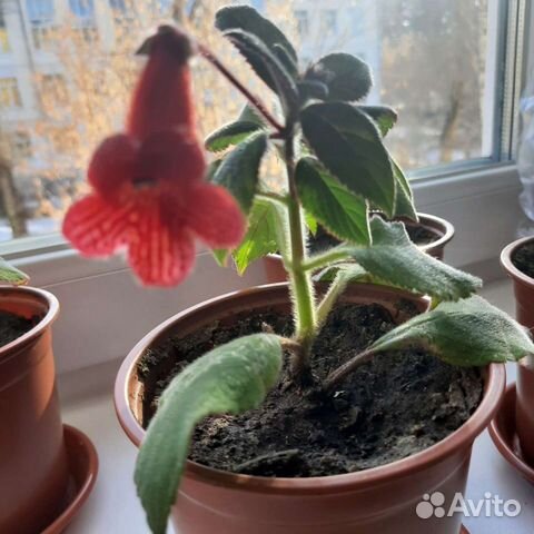 Комнатные цветы