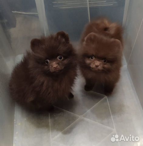 Шпиц померанский шоколадные мишки