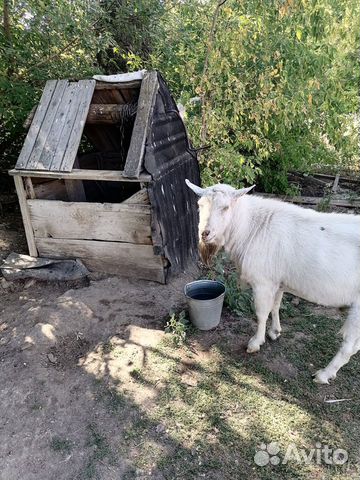 Козел зааненский