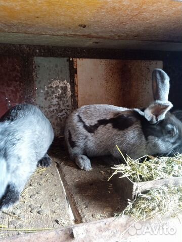 Кролики породы полтавское серебро