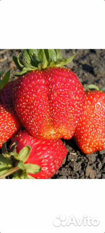 Рассада клубники