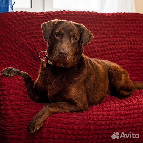 Шоколадный лабрадор Валико ищет семью