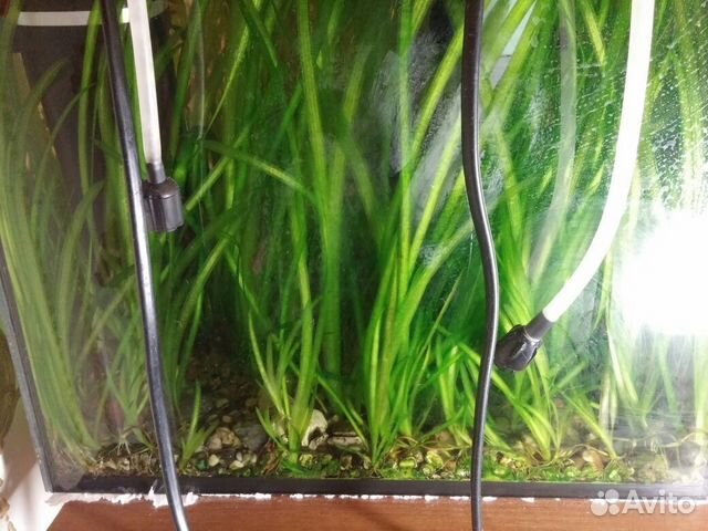 Трава для аквариума