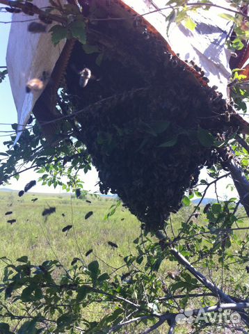 Продам пчелосемьи (пчел) купить на Зозу.ру - фотография № 5