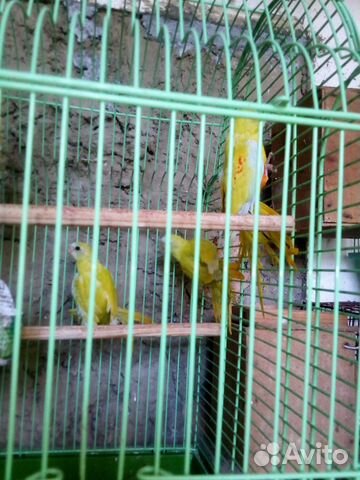 Лазурные попугаи.Волнистые попугаи купить на Зозу.ру - фотография № 4