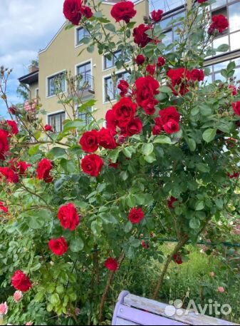 

Квартира-студия, 30 м², 2 кровати