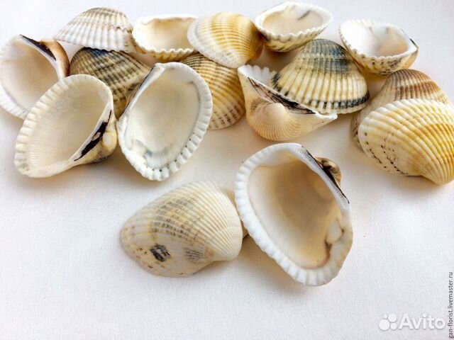 Ракушки морские Скафарка, Рапан