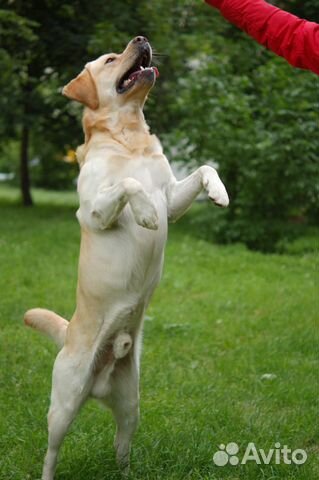 Лабрадор-Ретривер кобель для вязки