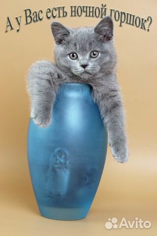 Британские котята классического окраса купить на Зозу.ру - фотография № 3