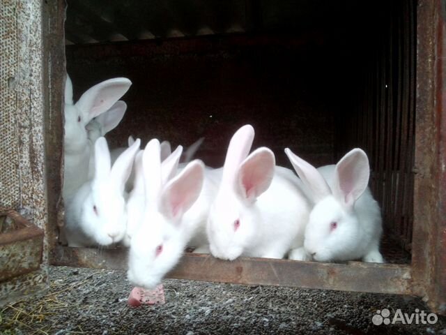 Продажа кроликов на племя купить на Зозу.ру - фотография № 2