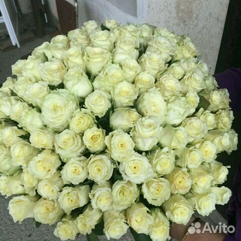 101 роза 50см, Вайт Найт, Доставка цветов