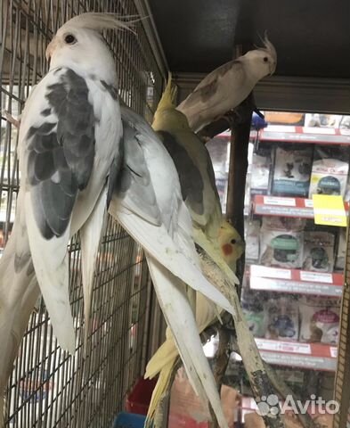 Различные попугаи купить на Зозу.ру - фотография № 2