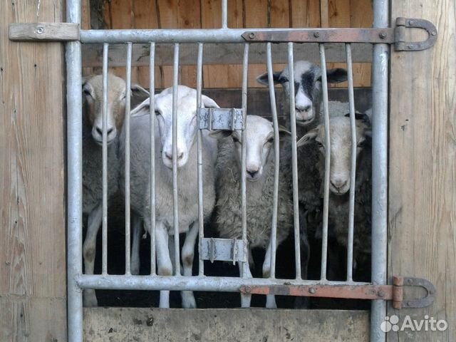 Овцы бараны купить на Зозу.ру - фотография № 1
