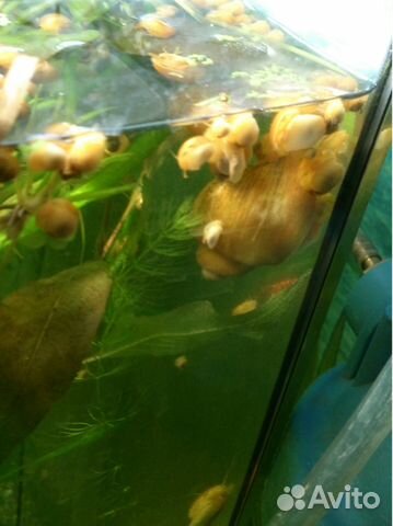 Улитки Желтые аквариумные 