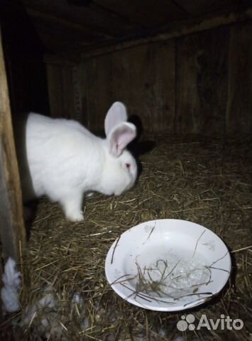 Кролики белый панон купить на Зозу.ру - фотография № 4