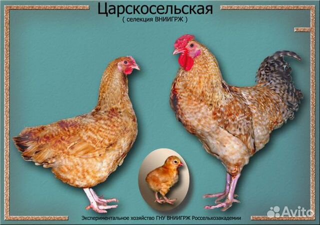 Инкубационное яйцо Царскосельских кур