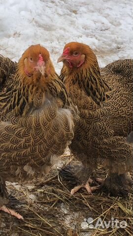Цыплята, инкубационное яйцо, индюшата, петухи,куры купить на Зозу.ру - фотография № 5