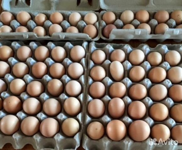 Инкубационное яйцо и суточные бройлеры утки гуси купить на Зозу.ру - фотография № 1