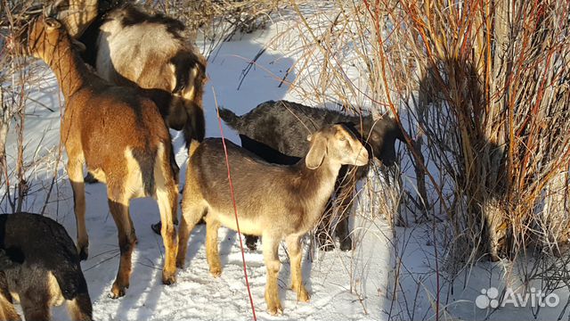 Чешские комолые козы, американцы рогатые купить на Зозу.ру - фотография № 3