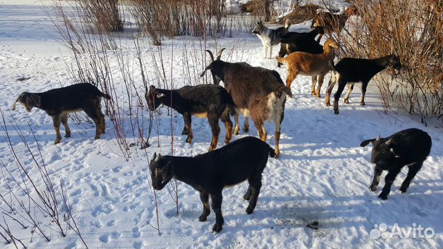 Чешские комолые козы, американцы рогатые купить на Зозу.ру - фотография № 4