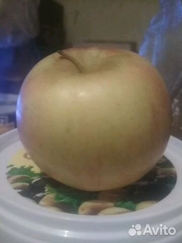 Домашние сухие яблоки