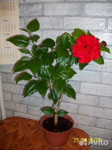 Гибискус (китайская роза)