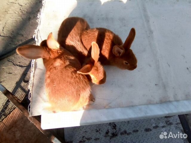 Новозеландские кролики купить на Зозу.ру - фотография № 5